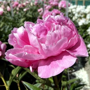 Paeonia Alexander Fleming