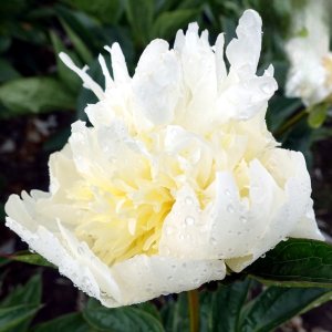 Paeonia Brides Dream