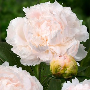 Paeonia Brother Chuck