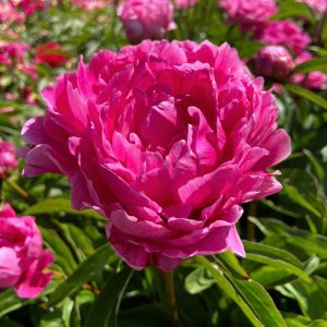 Paeonia Bunker Hill