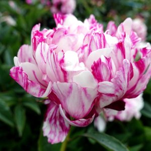Paeonia Candy Stripe