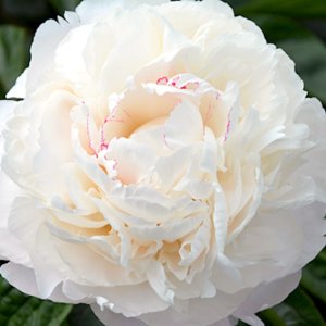 Paeonia Carl G. Klehm