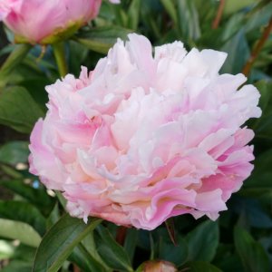 Paeonia Catharina Fontijn