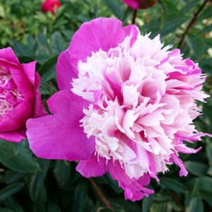 Paeonia Celebrity