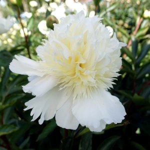 Paeonia Charles White