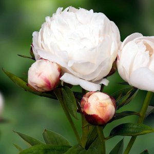 Paeonia Allan Rogers