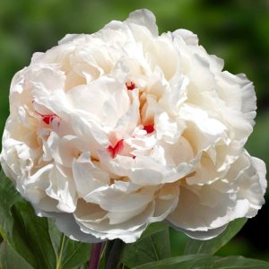 Paeonia Chinook