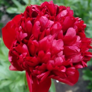 Paeonia Christmas Velvet