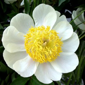 Paeonia Claire de Lune