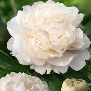 Paeonia Class Act