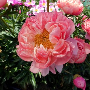 Paeonia Coral Charm