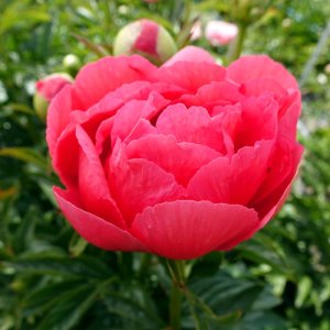 Paeonia Coral Magic