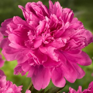 Paeonia Amabilis