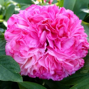 Paeonia Coral Pom Pom