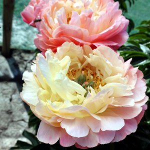 Paeonia Coral Sunset