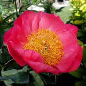 Paeonia Coral Supreme