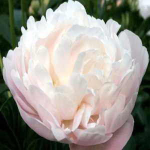 Paeonia Corinne Wersan