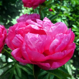 Paeonia Cytherea