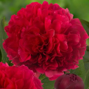 Paeonia Delaware Chief