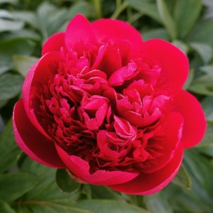 Paeonia Diana Parks