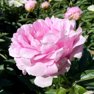 Paeonia Dinner Plate