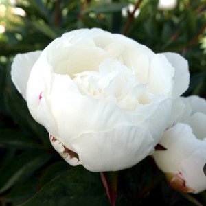 Paeonia Amalia Olson