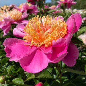 Paeonia Doreen