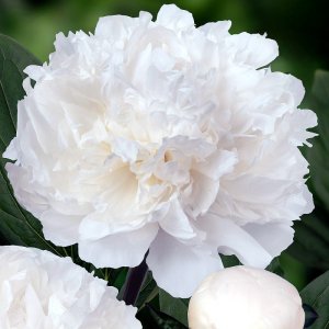 Paeonia Dr. F.G. Brethour