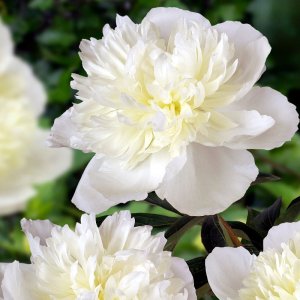 Paeonia Duchesse de Nemours