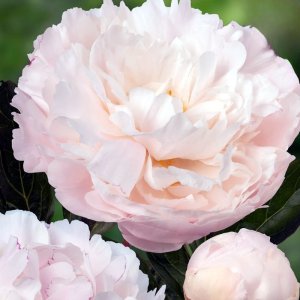 Paeonia Dynasty