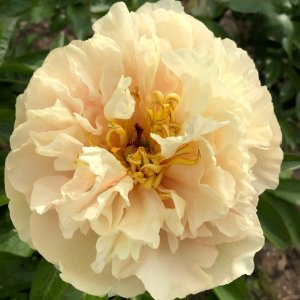 Paeonia Early Canary