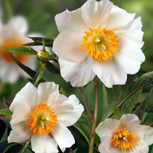 Paeonia Early Windflower