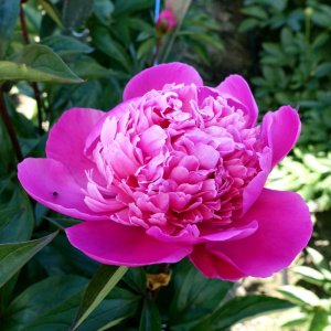 Paeonia Edulis Superba