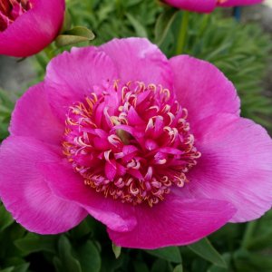 Paeonia Anemoniflora