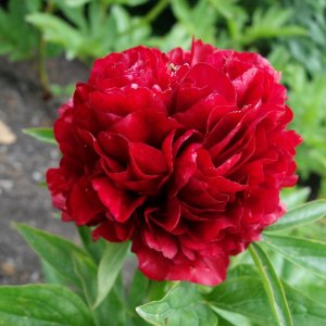 Paeonia Eliza Lundy