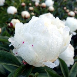 Paeonia Elsa Sass