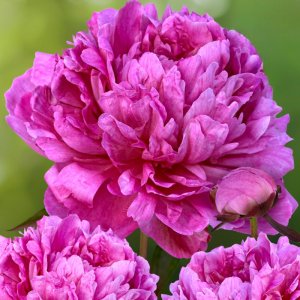 Paeonia Emma Klehm