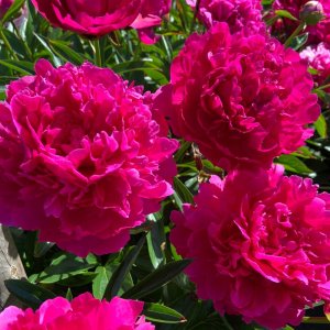 Paeonia Felix Supreme