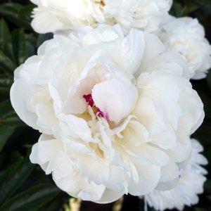 Paeonia Festiva Maxima