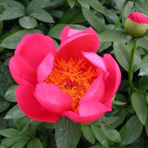 Paeonia Flame