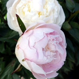 Paeonia Florence Nicholls