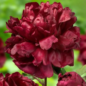 Paeonia Francoise Ortegat