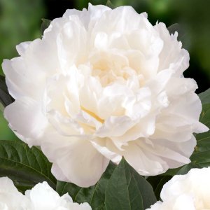 Paeonia Fringed Ivory