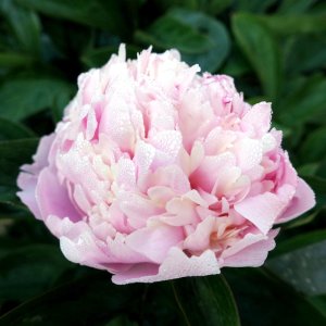 Paeonia Angel Cheeks