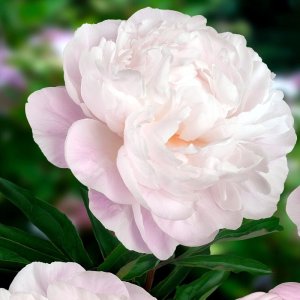 Paeonia Gardenia