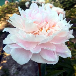 Paeonia Gerogiana Shaylor