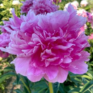 Paeonia Glory Hallelujah