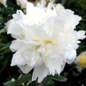 Paeonia Henry Sass