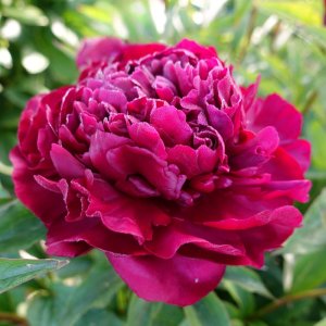 Paeonia Highlight