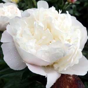 Paeonia Immaculee